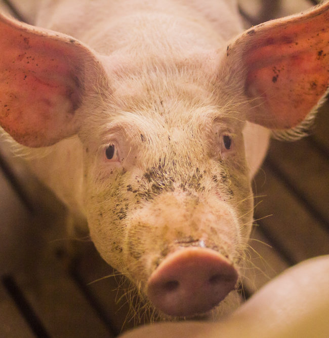 PORC