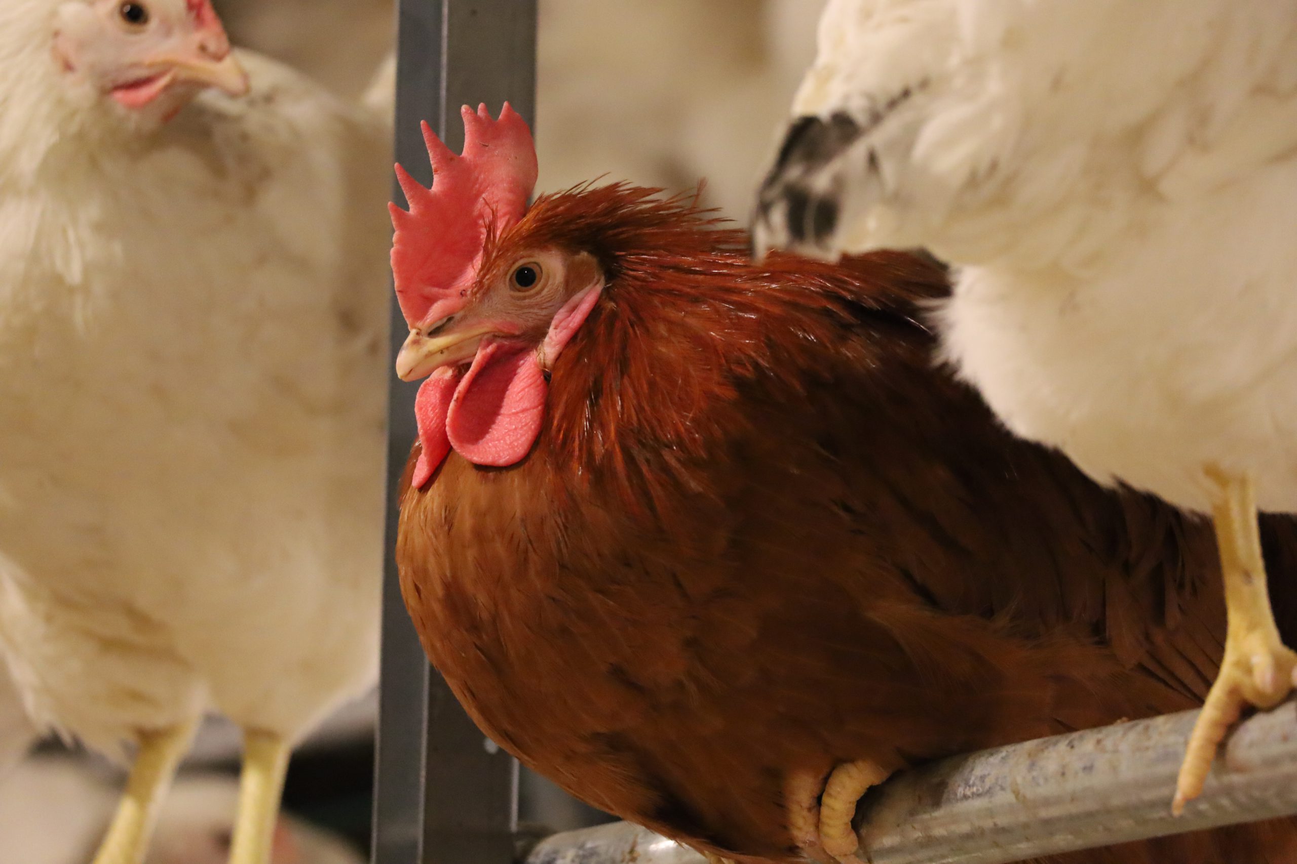 Poules en volière Eliaut élevage