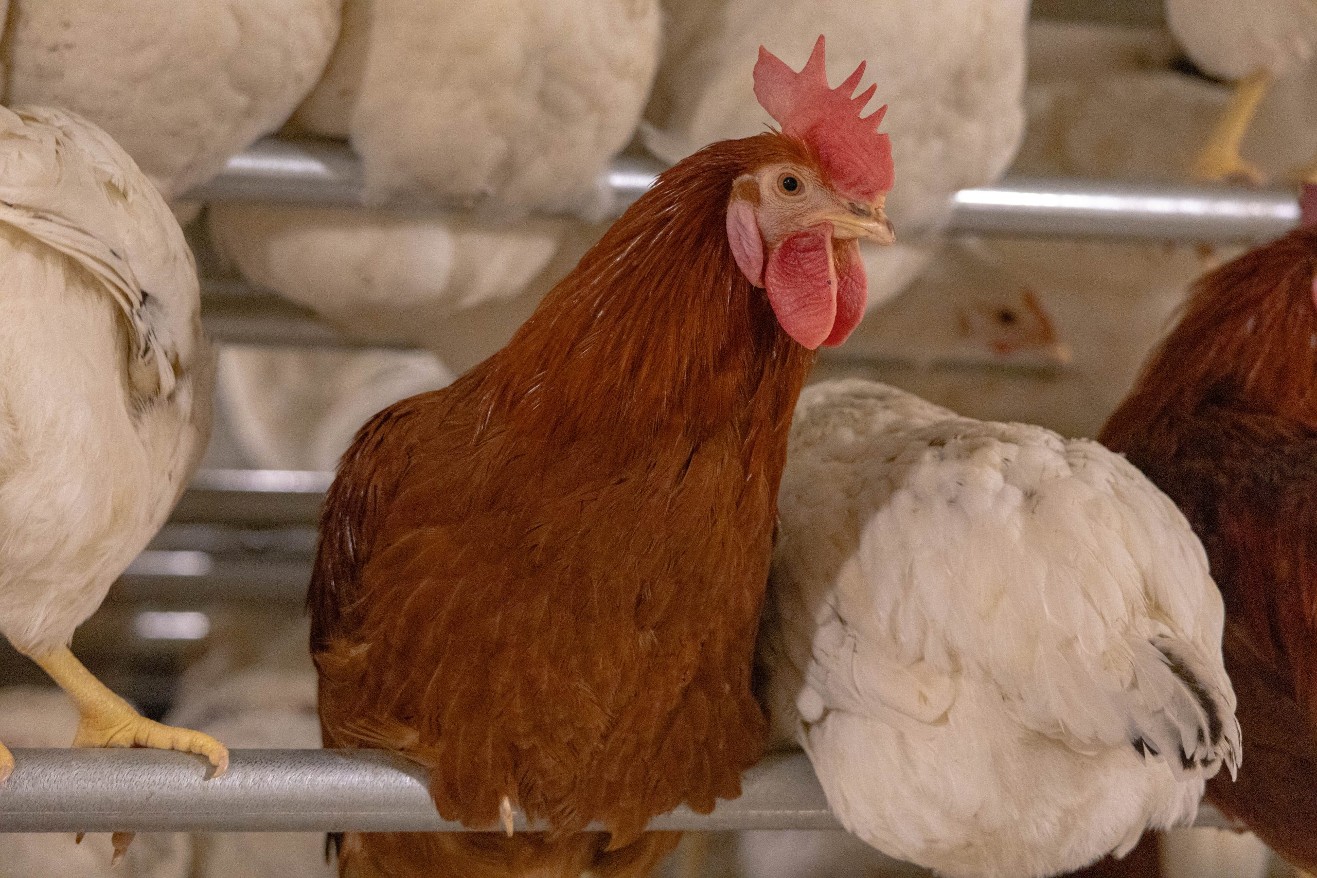 Poules en volière Eliaut élevage
