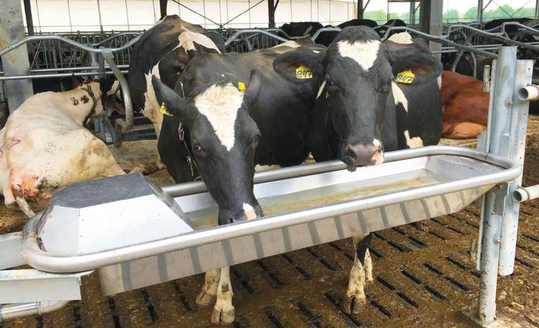 Auge SUEVIA pour bovins Eliaut élevage